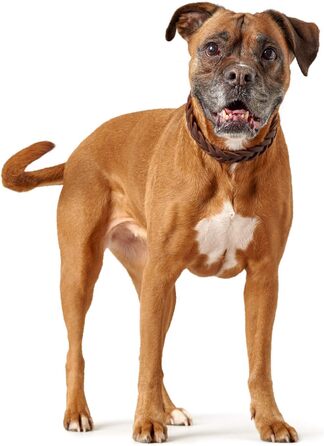 Нашийник для собак Hunter Solid Education, шкіряний, ручної роботи, темно-коричневий, розмір S-M