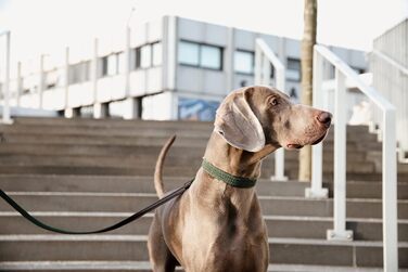 Нашийник для собак Kentucky Dogwear, плетений нейлон, оливковий, розмір S, 42 см