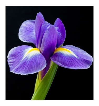 Жіноча парфумована вода Yodeyma Celebrity, 100 мл