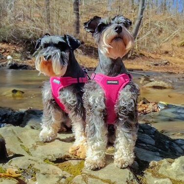 Шлейка для собак Voyager з регулюванням та світловідбиваючими смугами Best Pet Supplies - міцна жилетка для собак без натягу з кільцем для повідка, дихаюча, фуксія, розмір S.