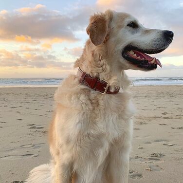 Нашийник для собак Brute Strength з натуральної шкіри, чорний, з чорними швами (XXL, 66-73 см)