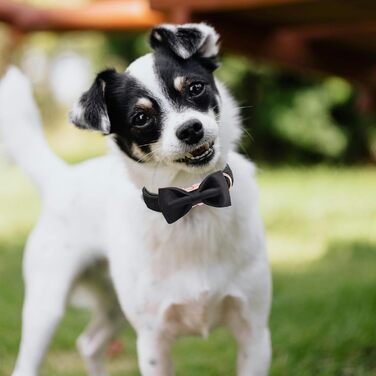 Ошатний оксамитовий нашийник для собак Aring Pet з бантиком, чорний, зручний, регульований, з металевою застібкою, для маленьких, середніх та великих собак