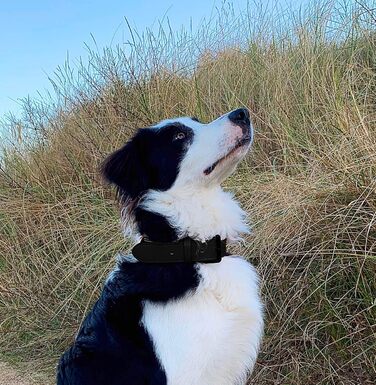 Нашийник для собак Brute Strength з натуральної шкіри, чорний, чорні шви, розмір L (46-53 см)