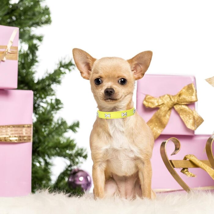 Нашийник для собак з натуральної шкіри та поводок-стрічка: комплект для маленьких та середніх собак і котів, білий (S, жовтий)