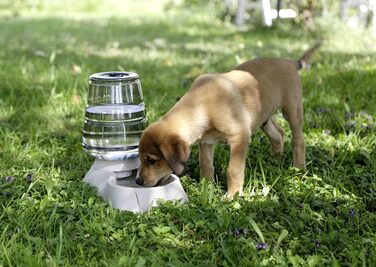 Диспенсер для води Kerbl Nuvola 3,8 л, Бежевий (миска, диспенсер) 81998