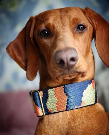 Нашийник для собак Martingale з м'якою підкладкою, 5 см, тренувальний, регульований (до 52 см обхват шиї, 58 см обхват голови), стопор 6 см, сталеві деталі