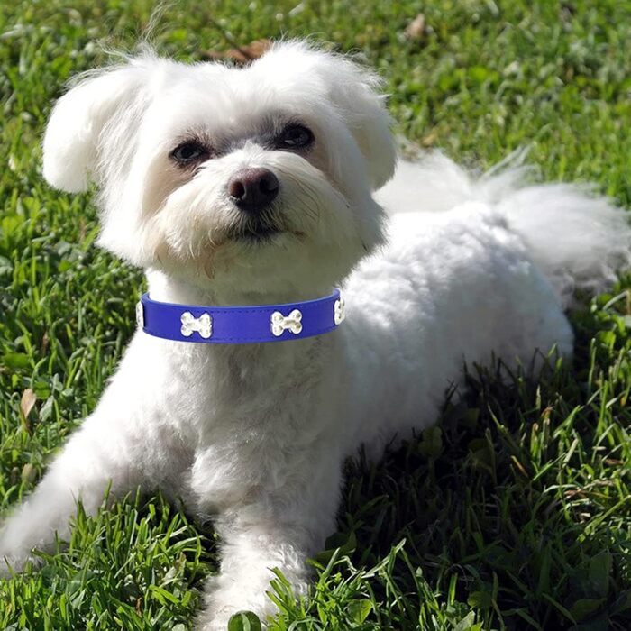 Нашийник для собак з шкіри та поводок-комбінований набір. Регульований нашийник для цуценят та собак середніх та маленьких порід. Білий (L, Синій)