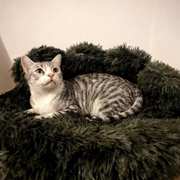 М'яке ліжко для собак та котів з дизайном ведмежих лапок, 50 см, сірого кольору. Зручне та тепле місце для сну маленьких та середніх собак, котів та кроликів. Легко миється.