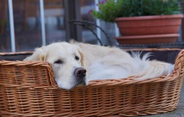 Wicker Dog Basket for Dog and Cat, Dog Bed, Cat Bed with Cushion, Pet Basket, Woven Cat Basket, 60x43 x H19 cm