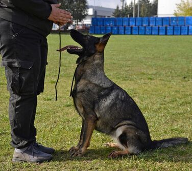 Нашийник для собак Dingo Gear, ручної роботи, міцний шнур, 2 обмежувачі, водонепроникний, для K9-тренувань, IGP, агітація, перехоплення, слухняність, чорний, L (S04049)
