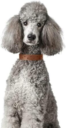 Нашийник для собак HUNTER Aalborg Soul, колір Cognac (коньячний), з сердечком, міцний, розмір 30