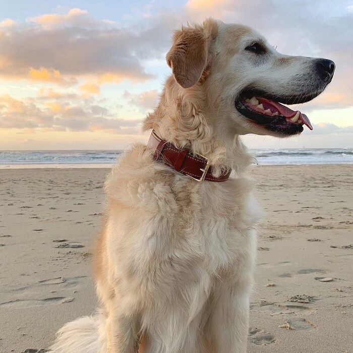 Нашийник для собак Brute Strength з натуральної шкіри, чорний, з чорними швами (XXL, 66-73 см)