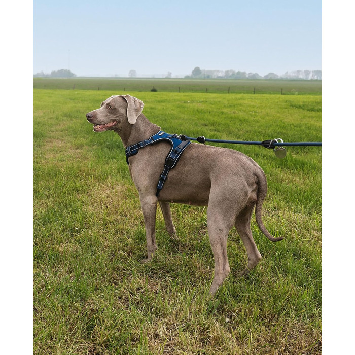 Нашийник для собак Lionto з м'якого нейлону, великий розмір, з відбиваючими елементами, анти-тяга, з 2 кільцями та 4 ремінцями, з двома застібками-кліпсами та гумовою ручкою (XL, блакитний)