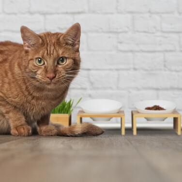 Relaxdays Cat Bowl Set & Cat Grass Bowl