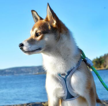 Черевики для хайкінгу Croci Reflective Leopard L - 350 г