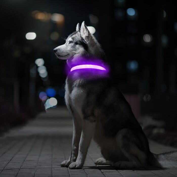 Світлодіодне нашийник для собак MABRILL, перезаряджається, водонепроникний, 3 режими світла, для малих, середніх та великих собак, колір: фіолетовий (L)