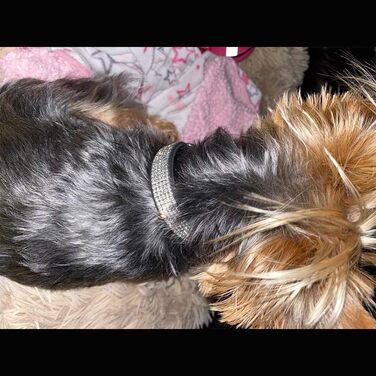 Набір для собак та котів: блискучий нашийник та поводок зі стразами, чорний. Нашийник, шлейка, поводок для собак та котів.