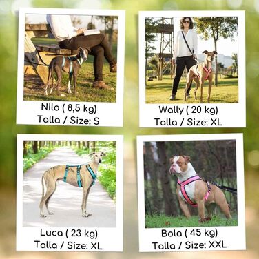 Шлейка для собак Whippet, Podenco, Італійський грейхаунд - антитягальна, для прогулянок, тренувань та бігу (Рожева, XS)