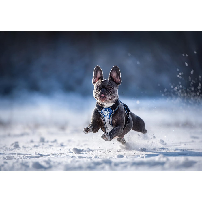 Нашийник для собак JUIUS K-9 IDC, розмір 2XS, блакитно-сірий