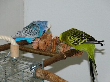 6-Piece Shredder and Nibbling Set for Birds | Basic Equipment for Bird Owners | Budgie Toy | Cockatiel Toy