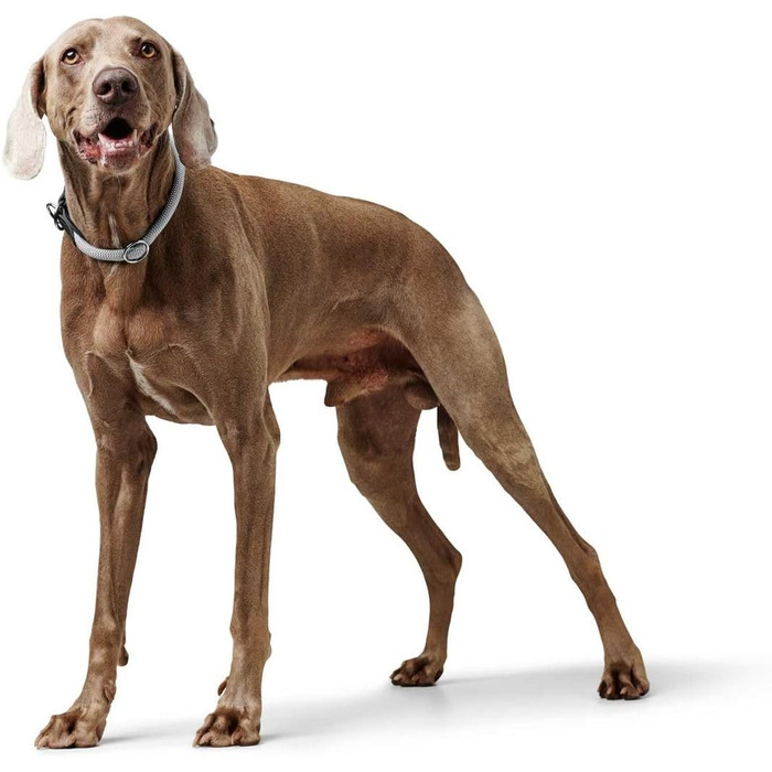 HUNTER Dressurhalsung FREESTYLE EIBY сірого кольору, розмір S: м'яка та регульована шлейка для тренувань та прогулянок