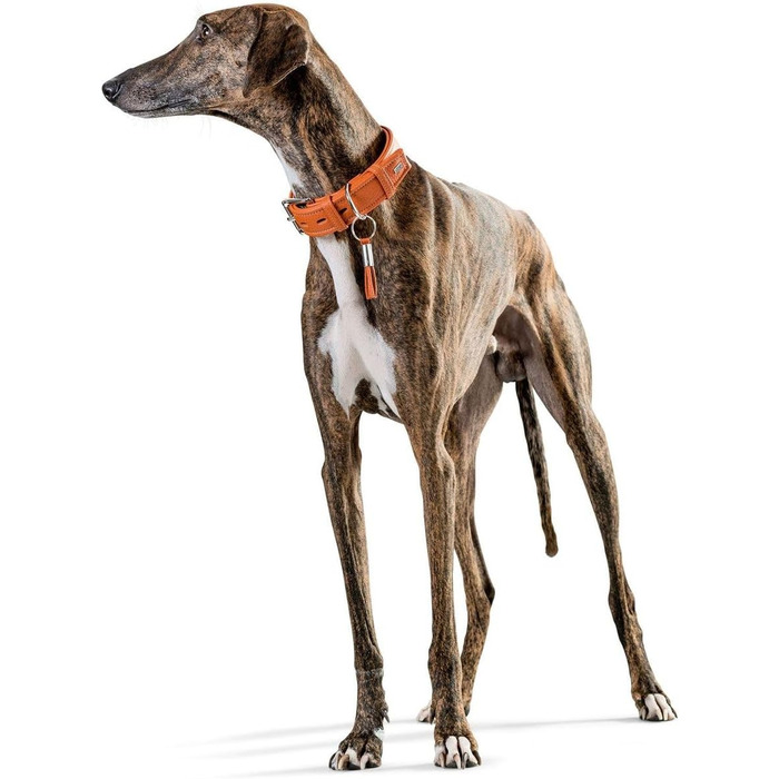 Нашийник для собак HUNTER CANNES, шкіряний, напівшкіра, м'який, елегантний, (XS), (35 см), помаранчевий