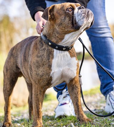 Нашийник для собак Jack Russell з натуральної шкіри чорного кольору з аплікаціями у вигляді серця та квітки, подвійний шар, розмір S (26.0-36.0)