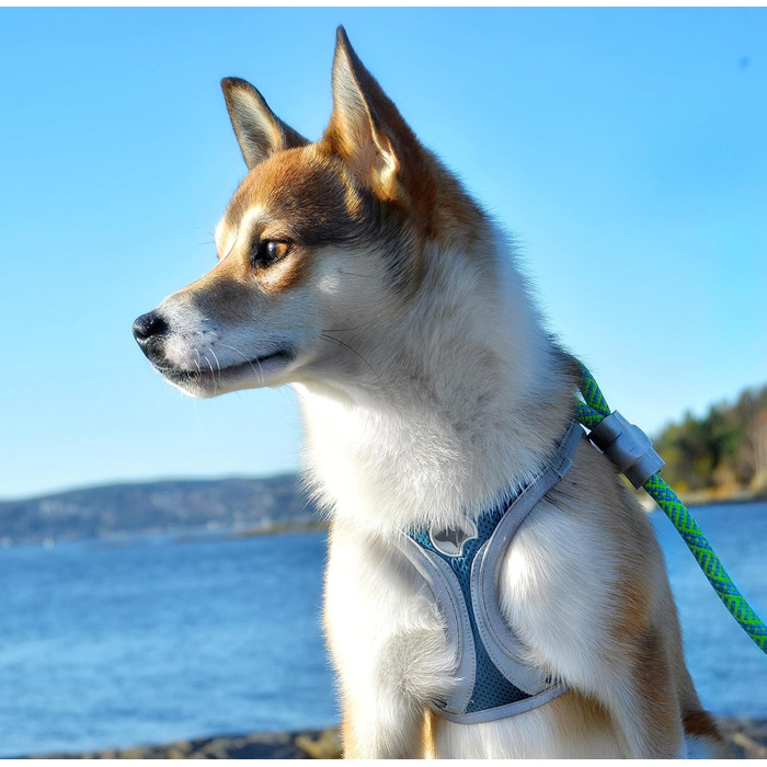 Черевики для хайкінгу Croci Reflective Leopard L - 350 г