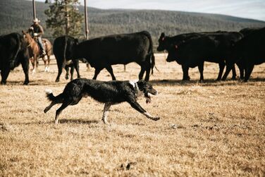 Нашийник для собак Carhartt, регульований, водонепроникний, Hunter Orange, універсальний розмір