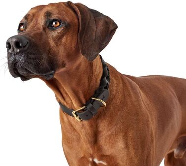 Нашийник для собак HUNTER Sanisbar Solid, шкіряний, міцний, з латунними застібками, з брелоком, Made in Germany, темно-коричневий, розмір 40