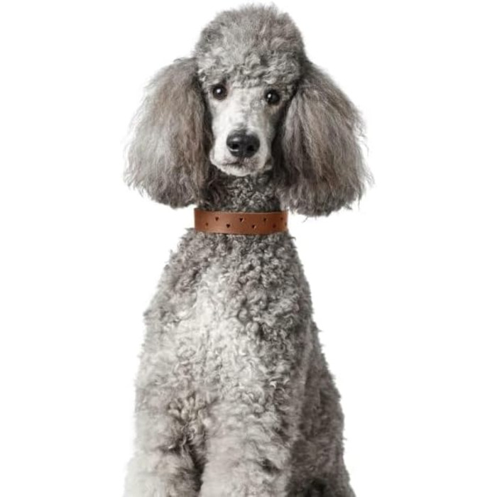 Нашийник для собак HUNTER Aalborg Soul, колір Cognac (коньячний), з сердечком, міцний, розмір 30