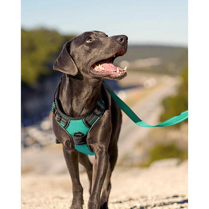 Нашийник для собак Joytale середнього розміру, світловідбиваючий, дихаючий, регульований з ручкою для тренувань, M (XL, 1 шт), блакитний