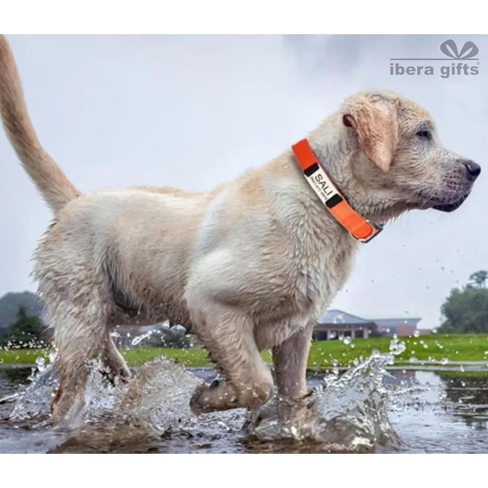 Персоналізований нашийник для собак, з іменем, для маленьких собак, 25-40 см, світловідбиваючий (чорний, S)