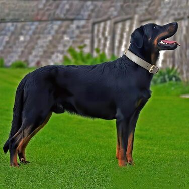 Шкіряний нашийник для собак Heele: надійний, з м'якою підкладкою, регульований, для великих собак, сірий (1 шт.)