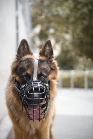 Dingo Gear Rubberized Metal Dog Muzzle for Malinois - Professional, Comfortable, Universal for Long Walks (S03048 Malinois L)