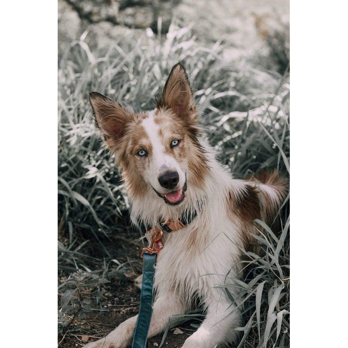 Набір повідка та нашийника для собак Aring Pet, оксамитовий нашийник та повідок, регульований нашийник для маленьких, середніх та великих собак, блакитний