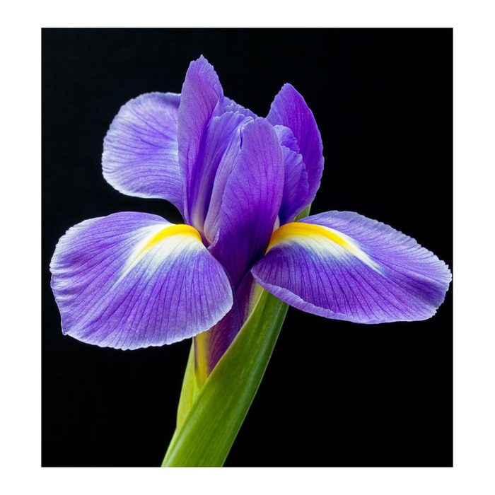 Жіноча парфумована вода Yodeyma Celebrity, 100 мл