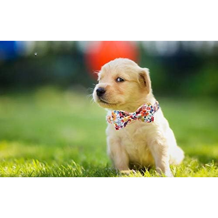 Ошатний нашийник для собак Unique Style з квітучою метеликом, регульований, XXS-XL (1 шт.)