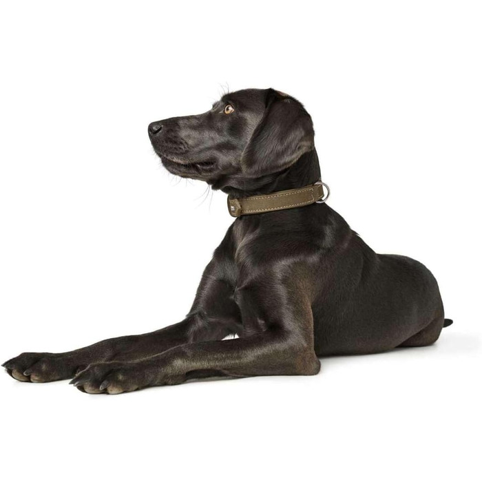 Нашийник для собак Hunter, шкіра нубук, міцний, м'який, розмір S-M, оливковий, 65 см