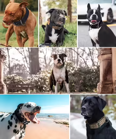 Dog Collar for Large Dogs - 5 cm Wide Collar with Handle for Extra Large Dog Breeds, Soft Padded Neoprene Nylon Dog Collar for Large Dogs Big Dog Collar (56-66cm, Khaki)