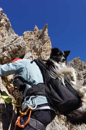Преміум рюкзак для собак, переноска для собак 11-18 кг, система підтримки 4-х ременів