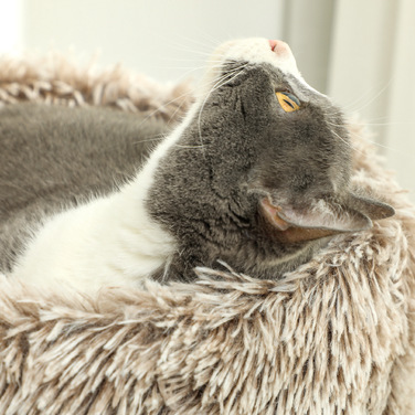 PawHut Драбина для котів 87 см висотою, котячий комплекс з ліжком, товстий стовп, котячий подряпальник з сизалевими стовпчиками, для котів вагою до 6 кг, для дому, коричневий | Aosom
