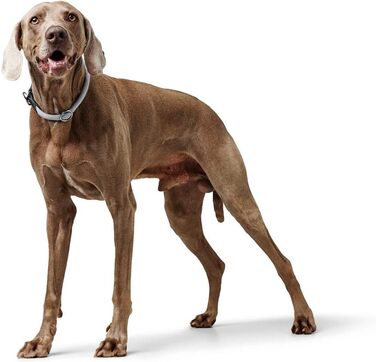 HUNTER Dressurhalsung FREESTYLE EIBY сірого кольору, розмір S: м'яка та регульована шлейка для тренувань та прогулянок