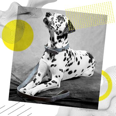 Набір повідка та нашийника ne&no® (веганська шкіра) для собак, 1.2м, блакитний/антрацит, регульований, з карабіном