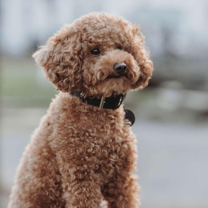 Нашийник для собак HUNTER Tijuana, чорний, з натуральної шкіри, ручної роботи, з декоративними черепами, розмір 55