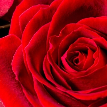 Парфумована вода Yodeyma Silk Elixir, 50 мл