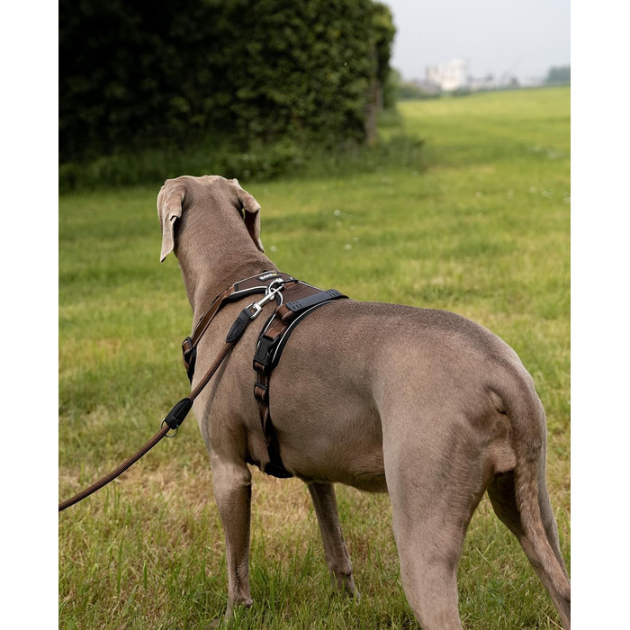 Нашийник для собак Lionto з м'якого нейлону, великий розмір, з відбиваючими елементами, анти-тяга, 2 кільця, 4 регульовані ремені, 2 застібки-кліпси, гумовий ручка на спині (XL, Коричневий)