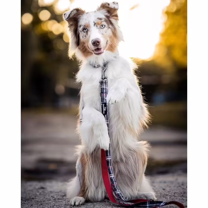 Dog Collar with 2m Leash Set - Adjustable Leash - Edinburgh Collection - Dog Collar for Large Dogs, Collar for Small & Medium Dogs - Dog Collar including Gift Box (30-40cm Neck Circumference)