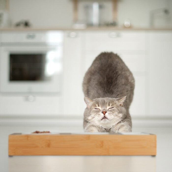 Relaxdays Cat Food Station & Cat Grass Bowl