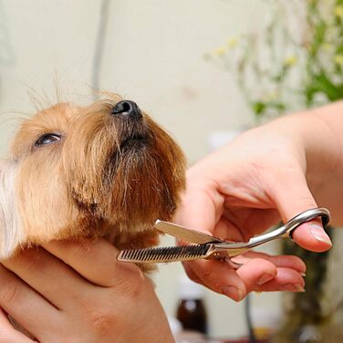 Професійний набір для догляду за собаками Bizzarre.ly – набір інструментів для грумінгу собак та домашніх тварин. Включає ножиці для шерсті, ножиці для фінальної обробки, вигнуті ножиці та гребінець для собак та котів.